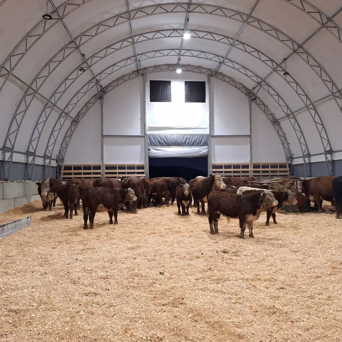 Interior of a Calhoun fabric building used for housing cattle