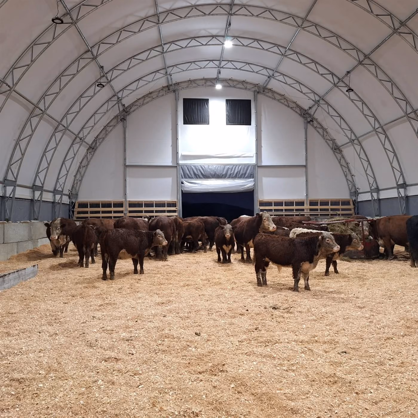 Interior of a Calhoun fabric building used for housing cattle